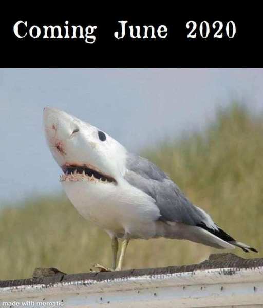 shark.jpg