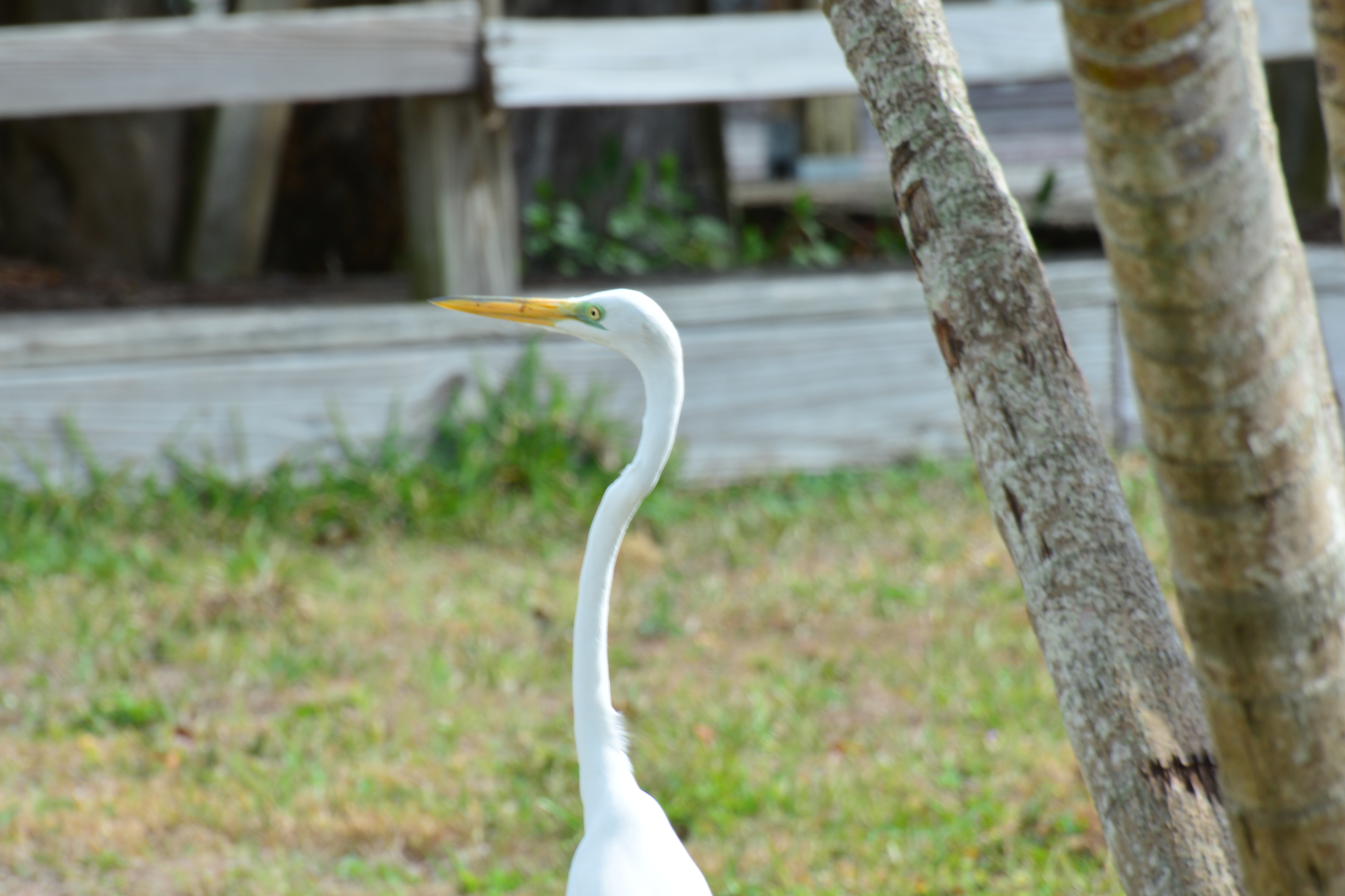 DSC_1710.JPG