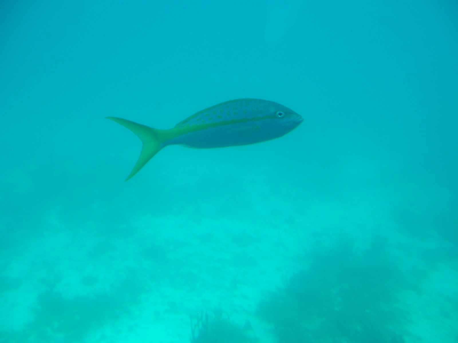 DSCF0250.JPG