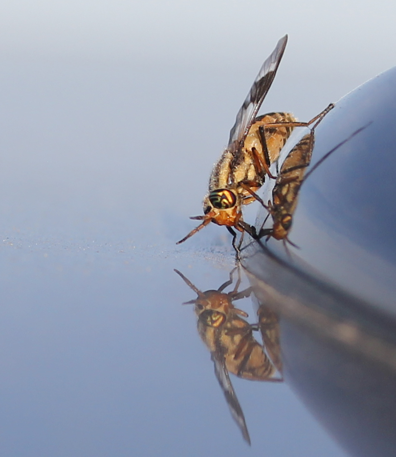 top-of-car-close-up-6-14-2020.png